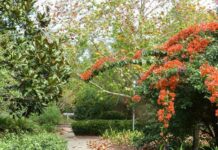 Have your say on Botanic Gardens future