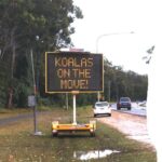 koala_511308_02-1