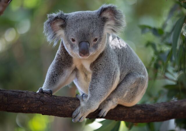 koala_513586_01