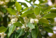 Citizen science impacts plant conservation