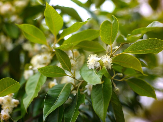 plant_509646_01