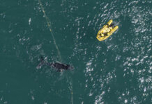 Another whale calf caught in Noosa nets