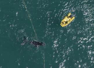 Another whale calf caught in Noosa nets