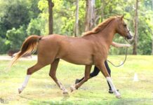 Riders in good hands