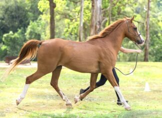 Riders in good hands