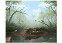 ‘Drop crocs’ fossil find at Murgon