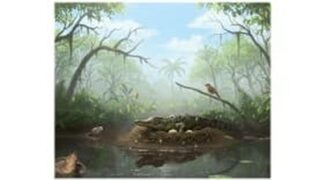 ‘Drop crocs’ fossil find at Murgon