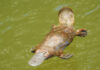 $1.2 million to protect platypus and biodiversity