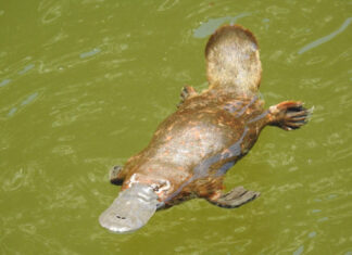 $1.2 million to protect platypus and biodiversity