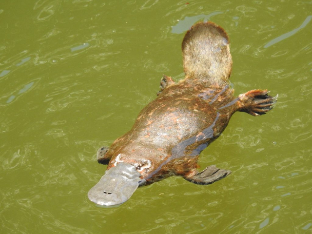 platypus_515489_01