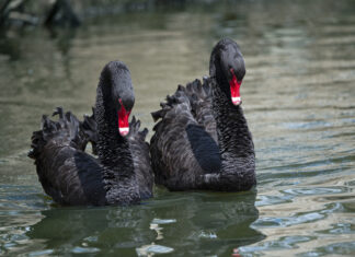 Amazing mating behaviour of our local fauna