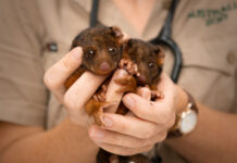 Helping our wildlife