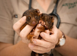 Helping our wildlife