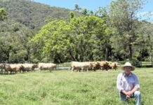 Positive outlook for summer bull sale