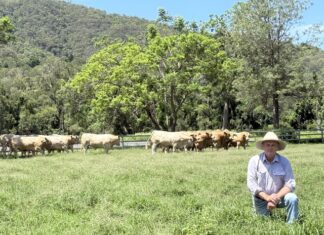 Positive outlook for summer bull sale