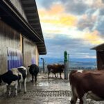 0512MALENY_519459_03