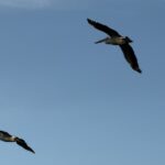 1912CAROLS_525035_15