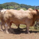 1912KANDAN_525006_01