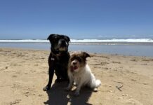 Stumers Creek retains dog off leash