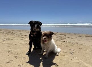 Stumers Creek retains dog off leash