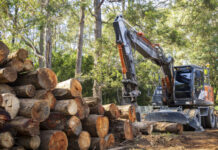 Trees become homes for Mary River cod
