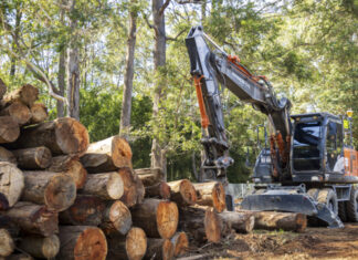 Trees become homes for Mary River cod