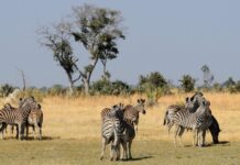 Beyond the Big Five – The Unexpected Joys of a Small Group Escorted Adventure