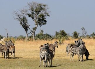 Beyond the Big Five – The Unexpected Joys of a Small Group Escorted Adventure