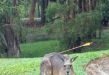 Kangaroo shot by arrow