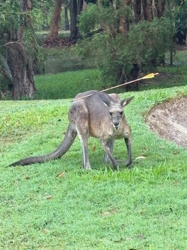 kangaroo_525496_01-2