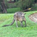 kangaroo_525496_01-3