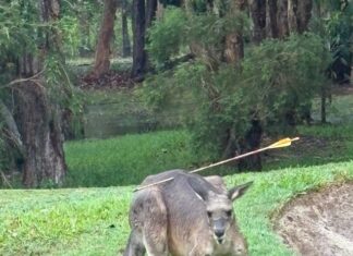 Kangaroo released