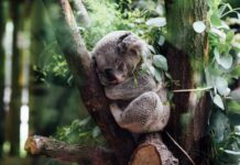 Have your say on new SEQ koala strategy