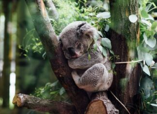 Have your say on new SEQ koala strategy