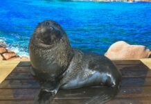 New resident at Sea Life