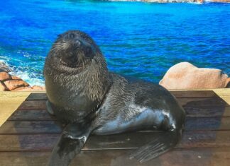 New resident at Sea Life