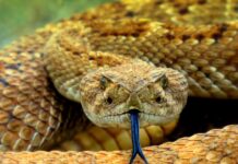 Snake bites rise as summer heats up