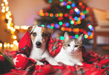 Heat warning for pets