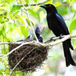 Drongos_529176_01