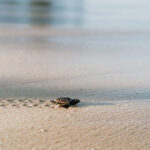 Hatchlings_527239_01