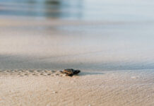 Cleanup for hatchings