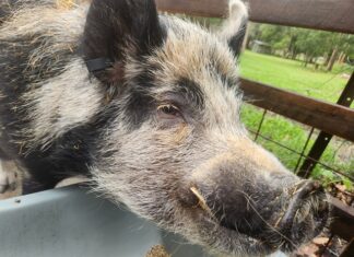 Where butterflies thrive