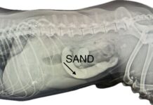 River romp turns risky