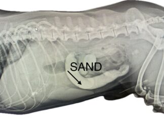 River romp turns risky