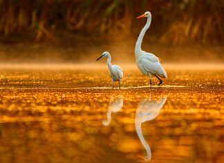 Afternoon Serenity Cruise – 25% Off for Locals