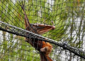 Call to close netting