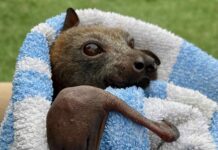 Netting crisis fixed