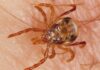 Tick bite warning