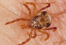 Tick bite warning