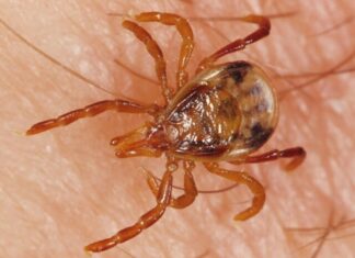 Tick bite warning